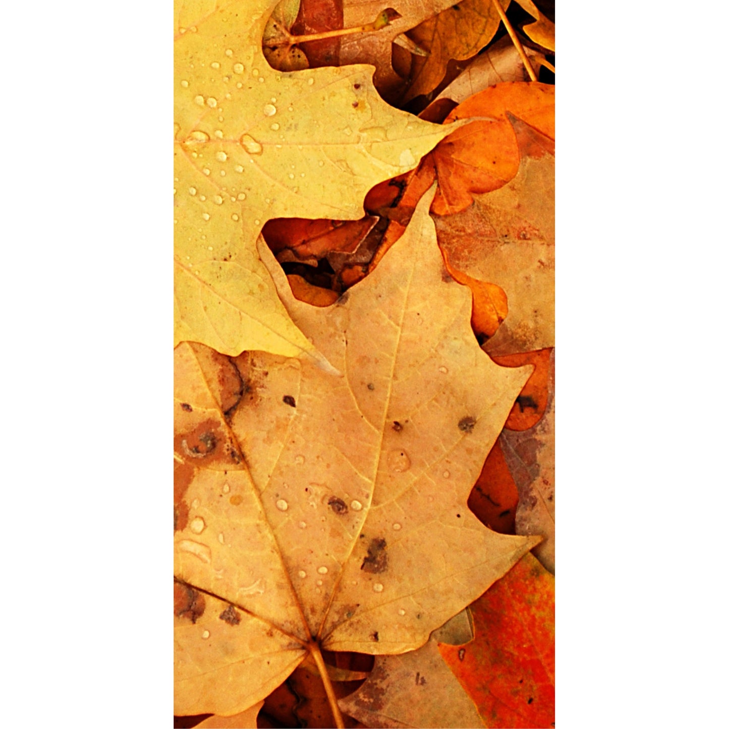 Readerly Autumn Leaves Magnetic Bookmark